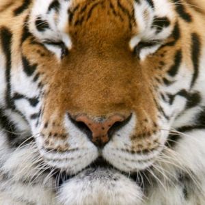 tiger-face (1)