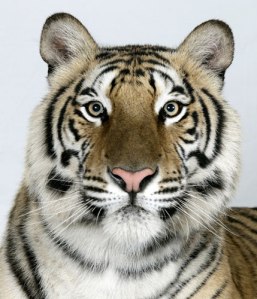 tiger-face (11)