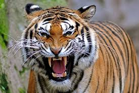 tiger-face (12)