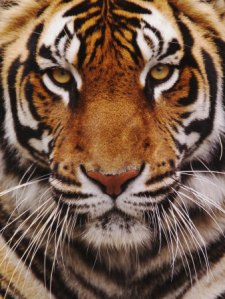 tiger-face (14)