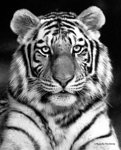 tiger-face (15)