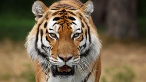 tiger-face (16)