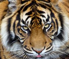 tiger-face (17)