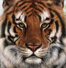 tiger-face (19)