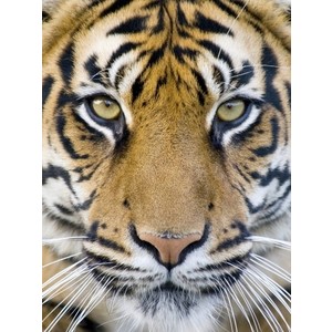 tiger-face (21)