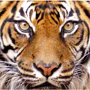 tiger-face (22)
