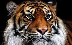 tiger-face (23)