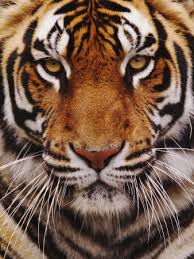 tiger-face (24)