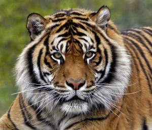 tiger-face (25)