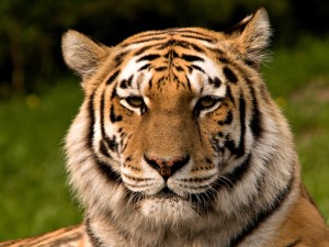 tiger-face (26)