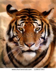 tiger-face (29)