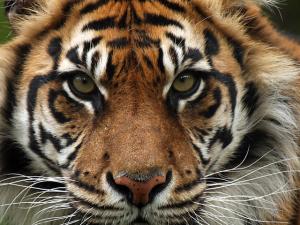tiger-face (32)
