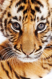 tiger-face (33)