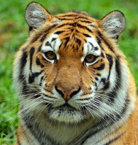 tiger-face (36)