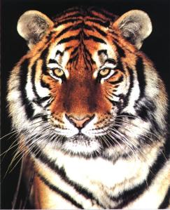 tiger-face (39)