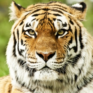tiger-face (40)