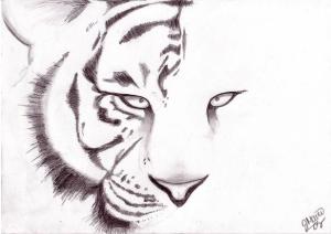 tiger-face (44)