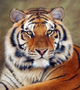 tiger-face (46)