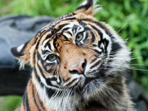 tiger-face (49)