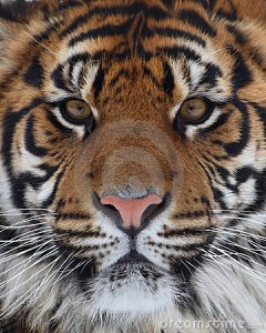tiger-face (50)