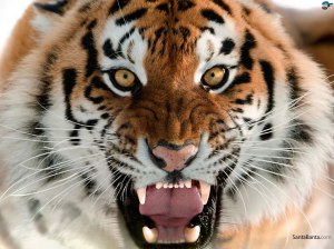 tiger-face (52)