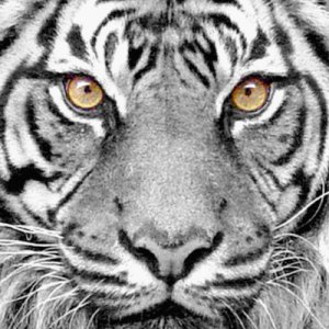 tiger-face (53)