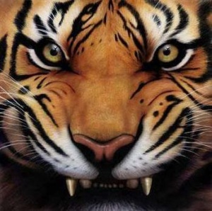 tiger-face (8)