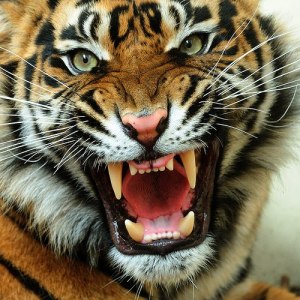 tiger-face (9)